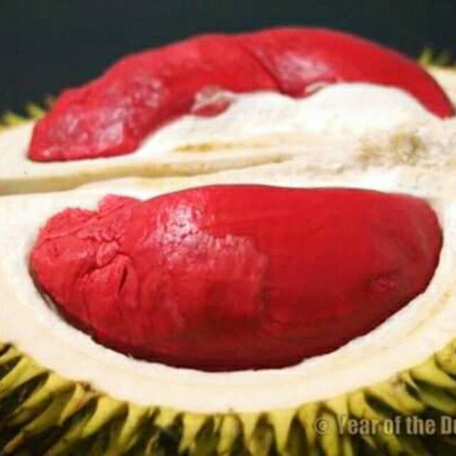 Bibit durian merah