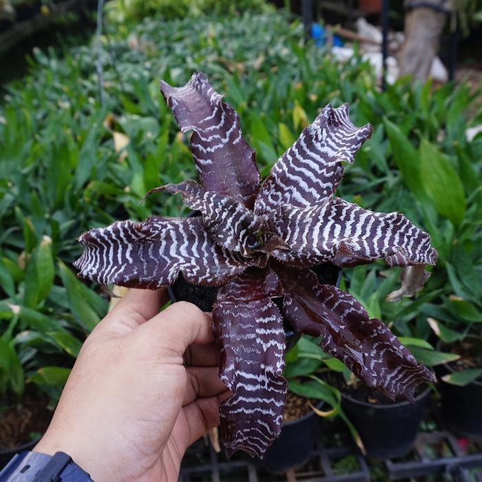Cryptanthus zonatus 'zebrinus' - Tanaman hias Cryptantus / bromeliad