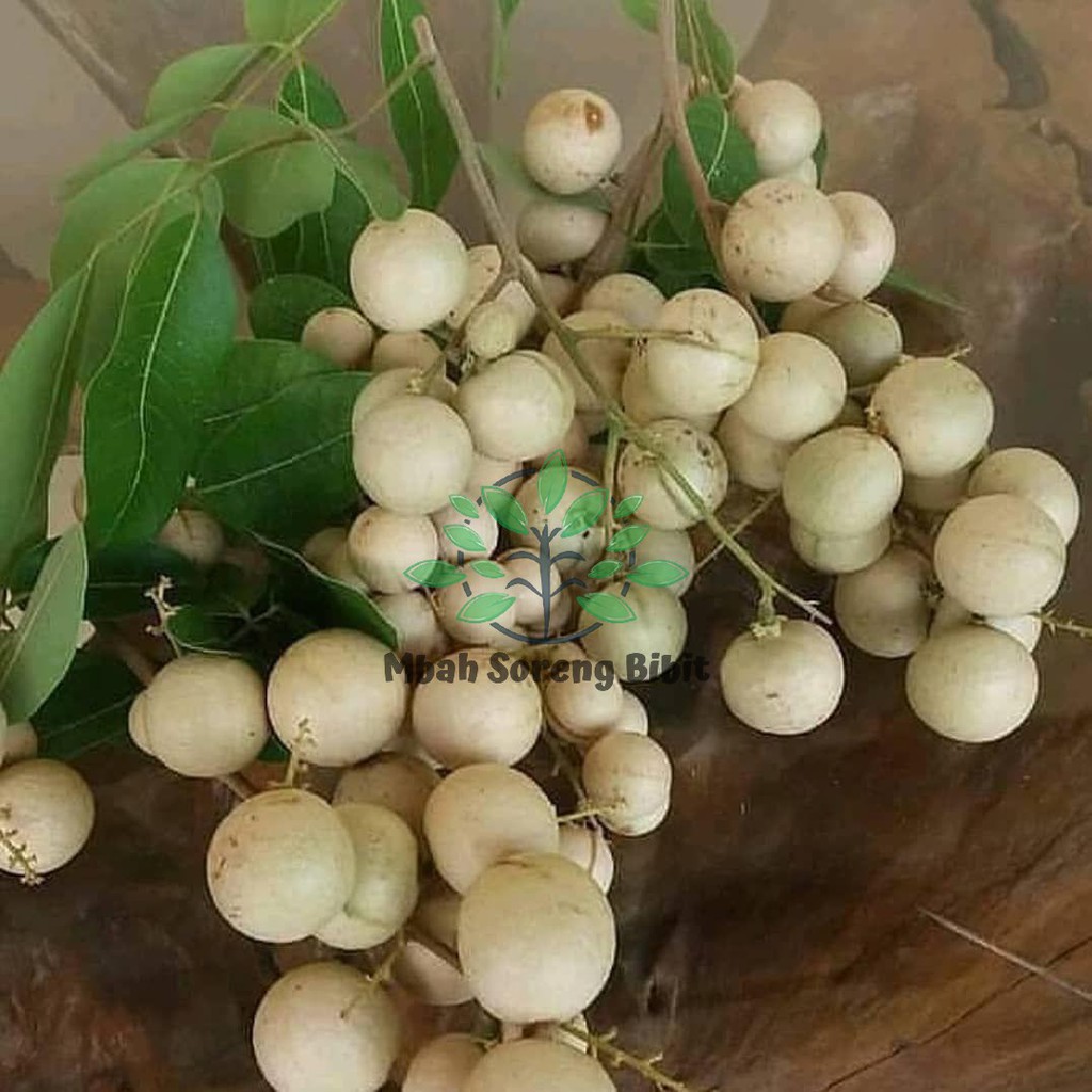 Bibit kelengkeng aroma durian Berbunga