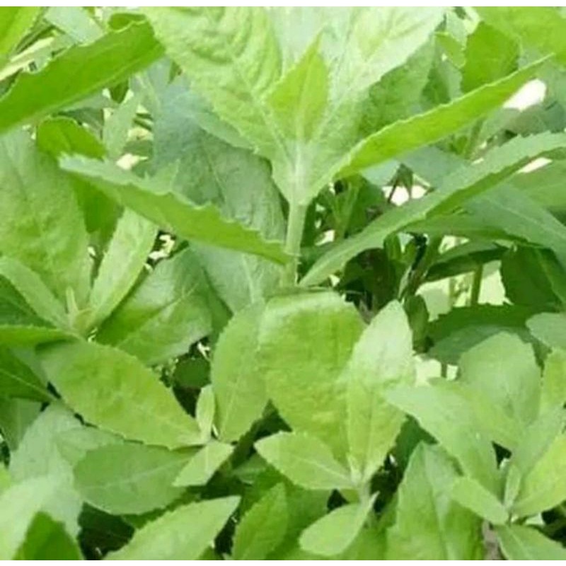 

Daun beluntas segar 1kg /daun luntas