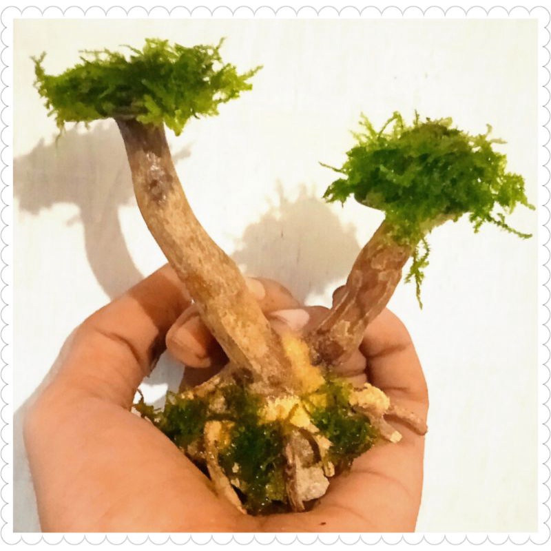 BONSAI AQUASCAPE MINI PEACE BONUSS MOSS COD