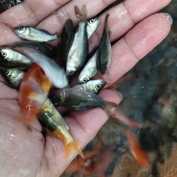 Hiasan Aquarium Umpan Predator Anakan Ikan Mas literan