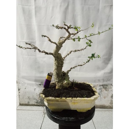 TANAMAN SERUT BAHAN BONSAI SMALL PROSPEK KARAKTER TUA