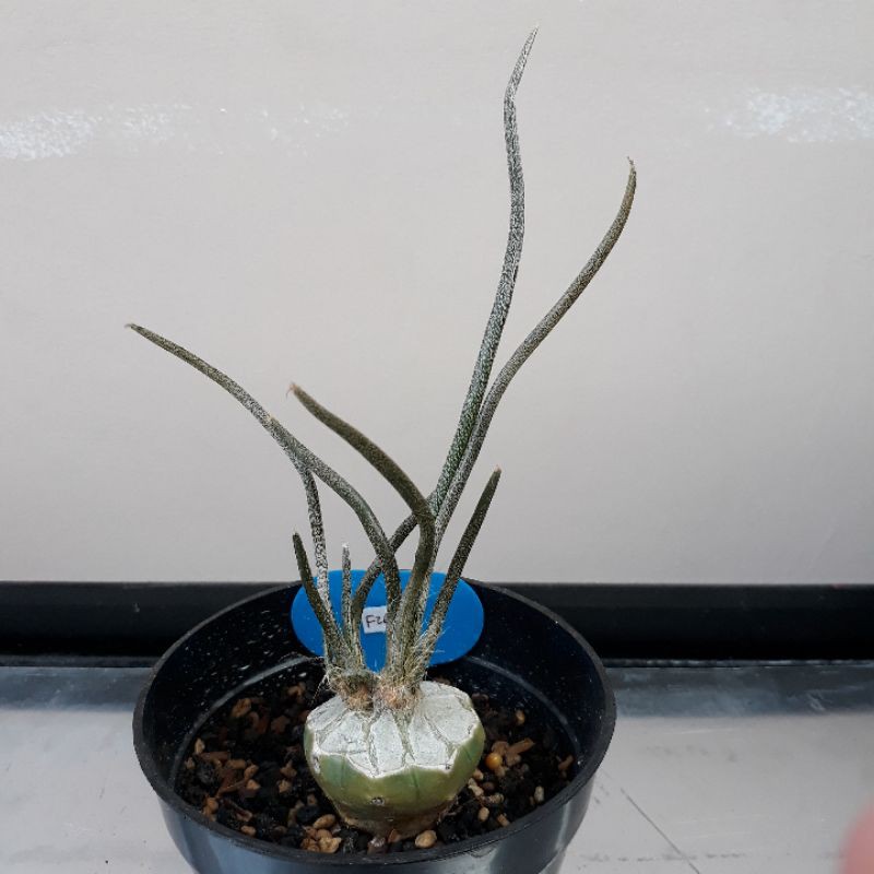 Kaktus Astrophytum Astro Digitostigma Caput Medusae Medusa