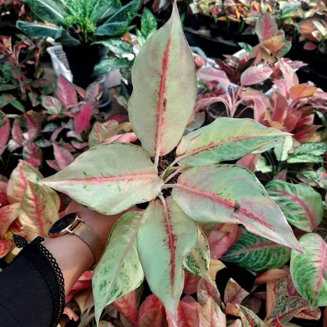 FROZEN/ Bunga/ Tanaman/ Aglonema/ Aglaonema/ Aglo/ Murah