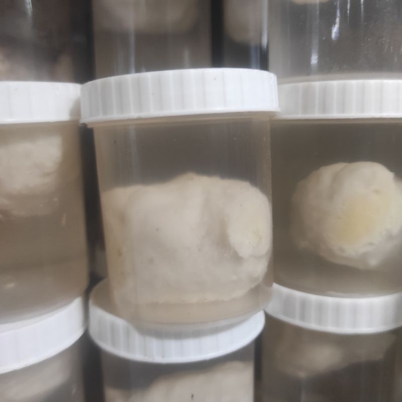 lem pulut jebak burung getah pulut