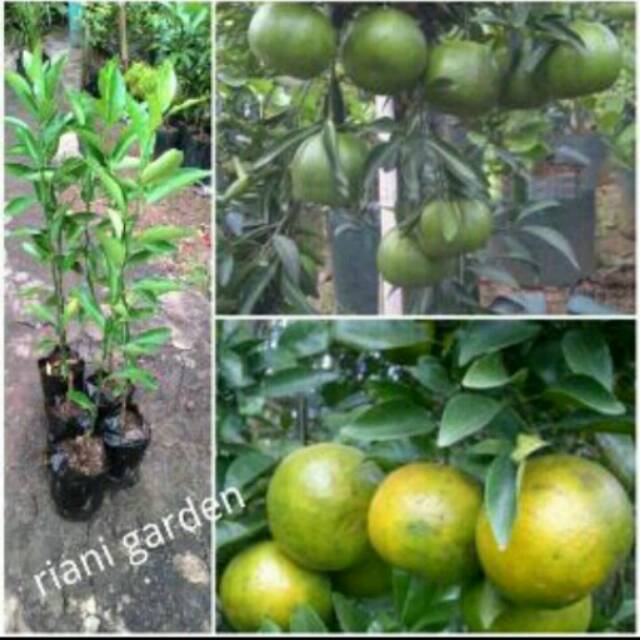 BIBIT JERUK MANIS BW