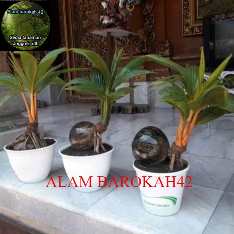 bonsai kelapa tanaman hias, bahan bonsai kelapa mini