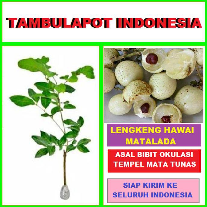 Produk Ready Bibit Tanaman Lengkeng Matalada Lengkeng Hawai Bibit Lengkeng Matalada