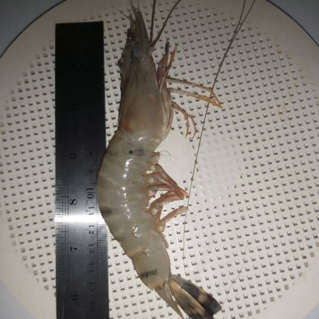 

UDANG TIGER SIZE 13-15