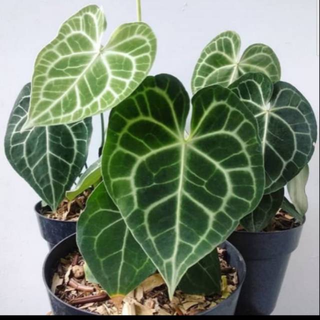 Tanaman Hias Kuping Gajah - Tanaman Hias - Kuping Gajah