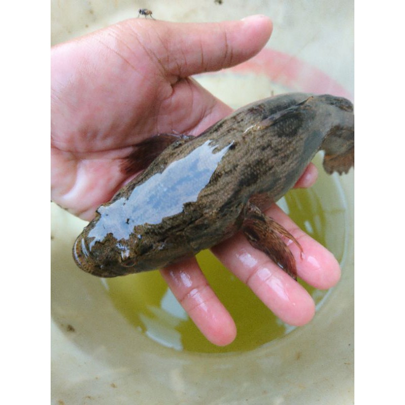 ikan bloso / betutu / gabus malas