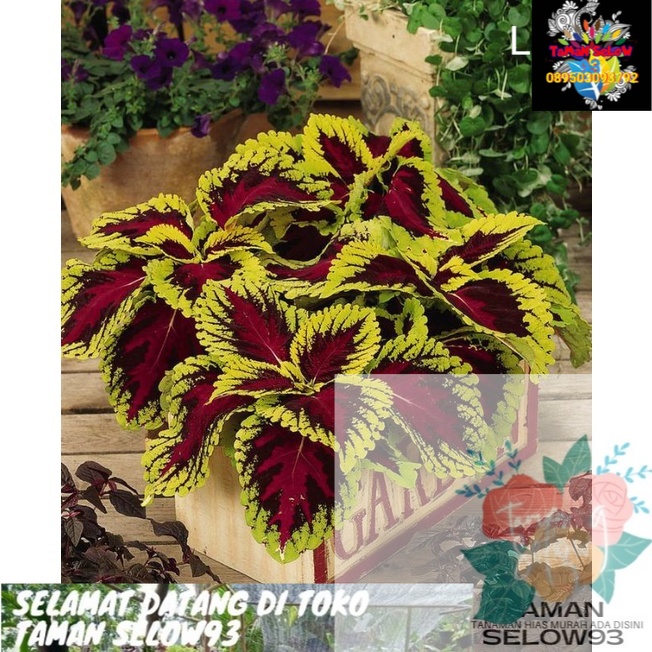 FLORA | Tanaman Hias Miana Tanaman Hias Murah Miana Langka Bunga Miana Premium Bunga Hidup Murah