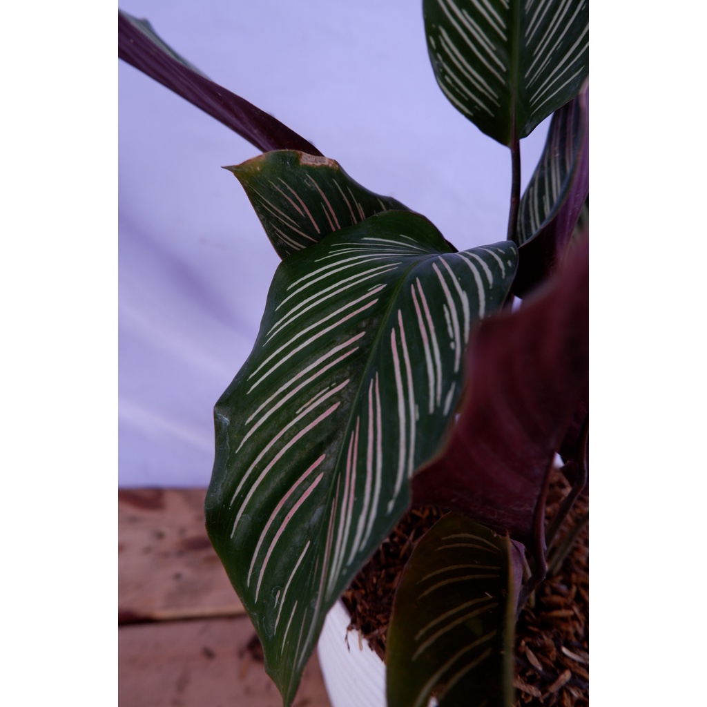 Calathea Sisir - Tanaman Daun