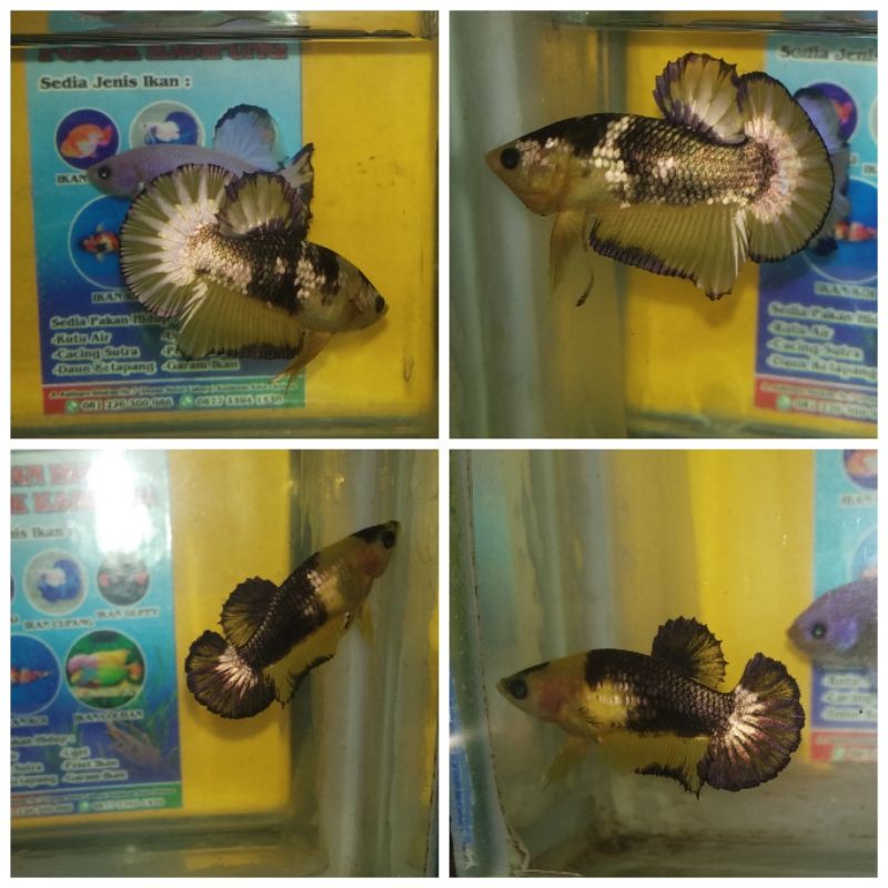 CUPANG YELLOW FANCY COPPER