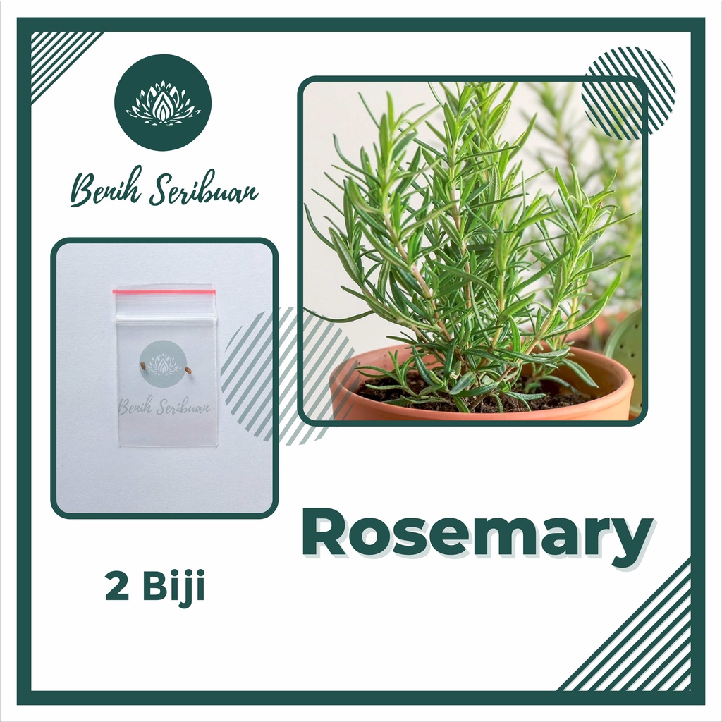 BS-BYL Benih Herbal Bibit Herb Herba Daun Mint Peppermint Lavender Basil Kale Kucai Coriander Parsley Alfalfa Grass-ROSEMARY