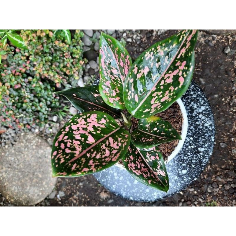 Aglonema Pink Dalmation