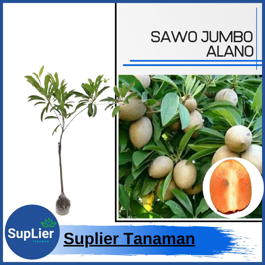 Bibit Tanaman Buah Sawo Alano