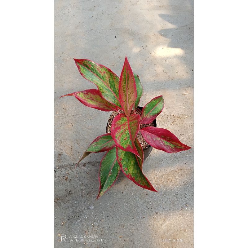 Aglaonema Siam Aurora Mutasi ukuran jumbo (pembelian 20 pohon 5.500)