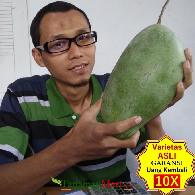 TERLARIS Bibit Tanaman Buah MANGGA MAHATIR Unggul, Murah, Bergaransi