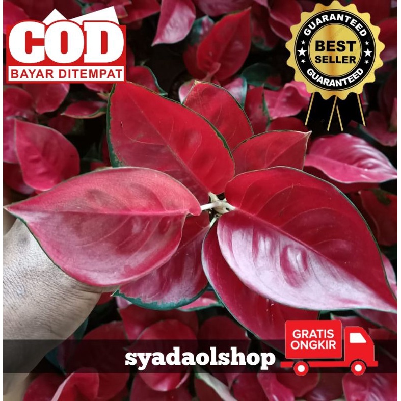 Bunga Aglonema Suksom Super Special/Suksom stang pendek/Suksom jaipong culture