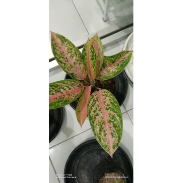 aglaonema serena