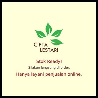 TANAMAN BUNGA SEDAP MALAM PUTIH BIBIT POHON HIAS TAMAN TANAMAN BUNGA SEDAP MALAM PUTIH BIBIT POHON HIAS TAMAN