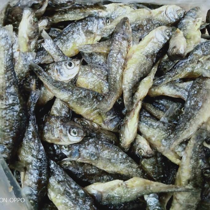 

Ikan Danau Bilih/Ikan Danau Bilis