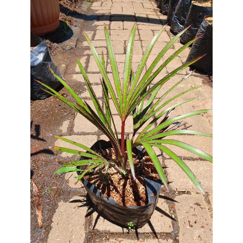 Bibit tanaman palem anggur merah