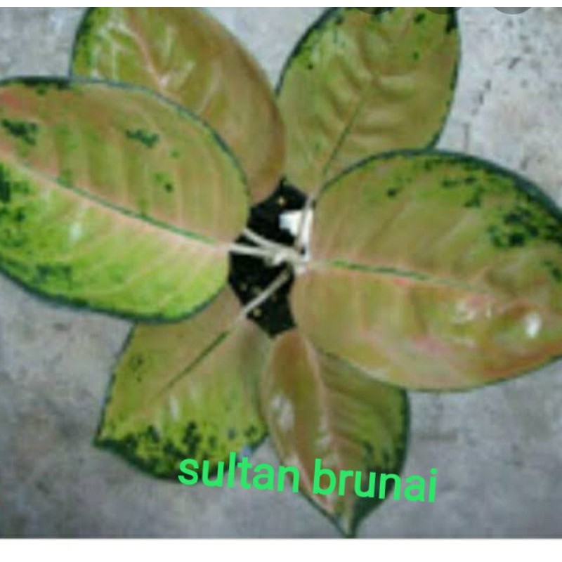 aglonema sultan brunai / aglonema sultan brunai / kocin sultan brunai