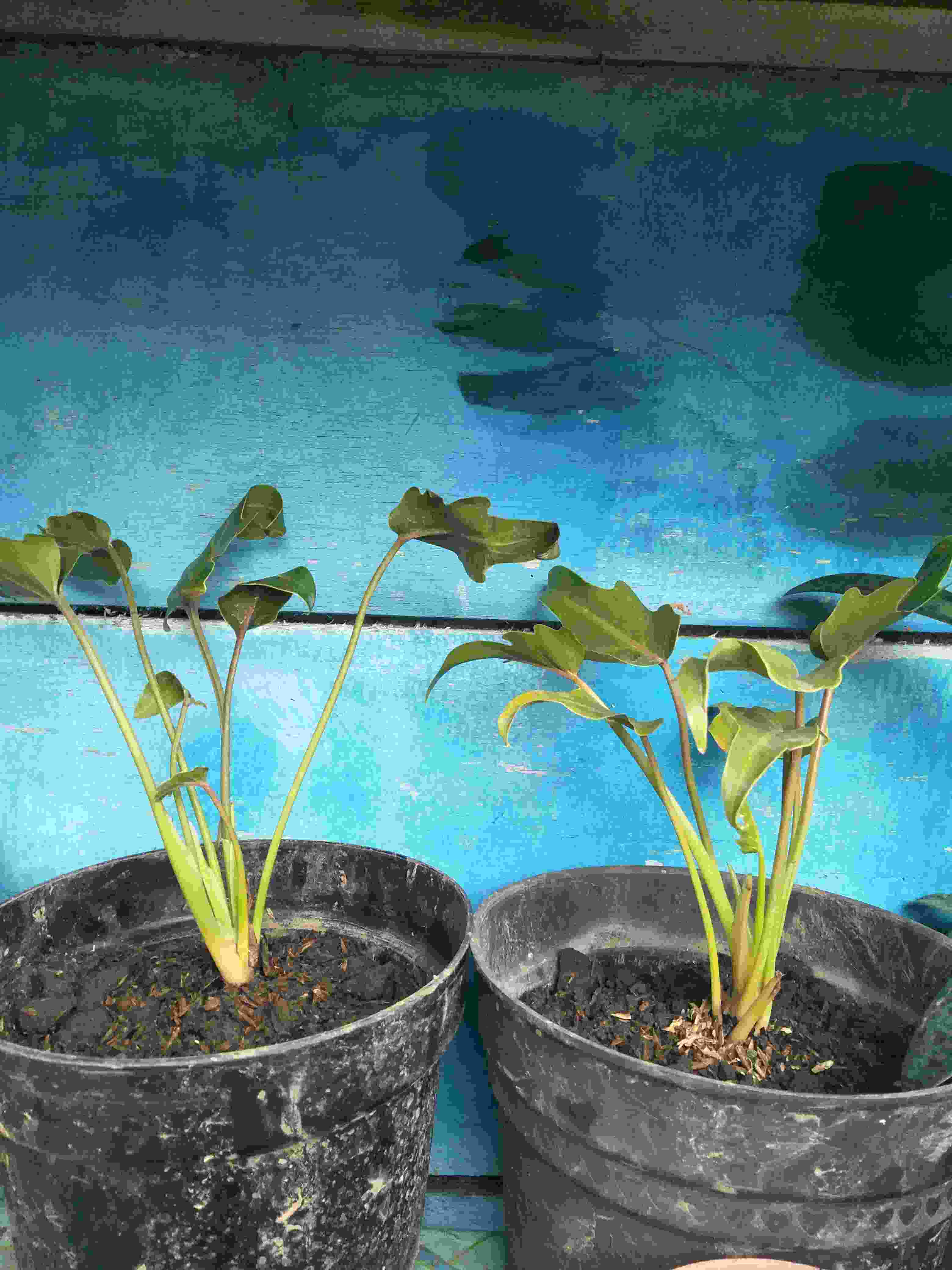 Tanaman Hias Philodendron Xanadu