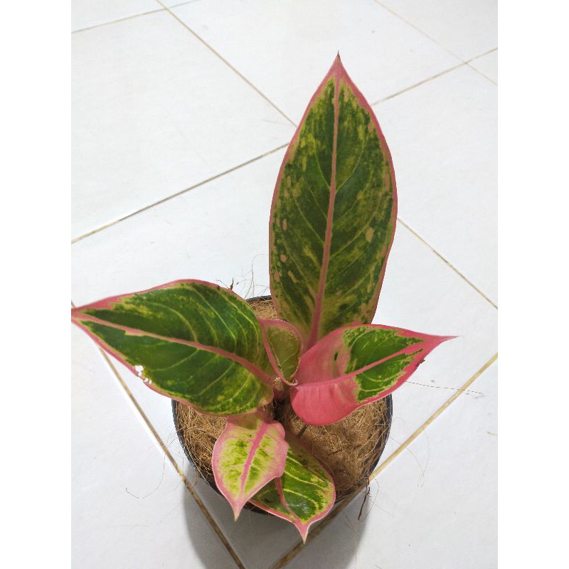 NEW Aglonema lipstik classical - aglonema khanza