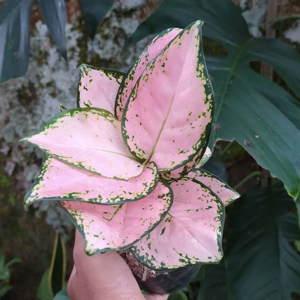 Aglonema Pink Yulia