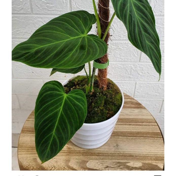 PHILODENDRON SPLENDID TANAMAN HIAS BUNGA PHILODENDRON SPLENDID MURAH