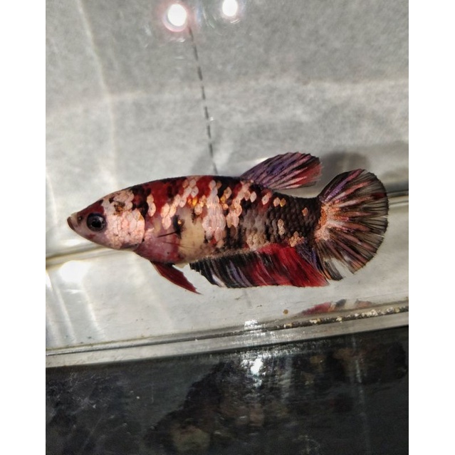 ikan cupang female Redkoi Copper Gold / IRONMAN realpict