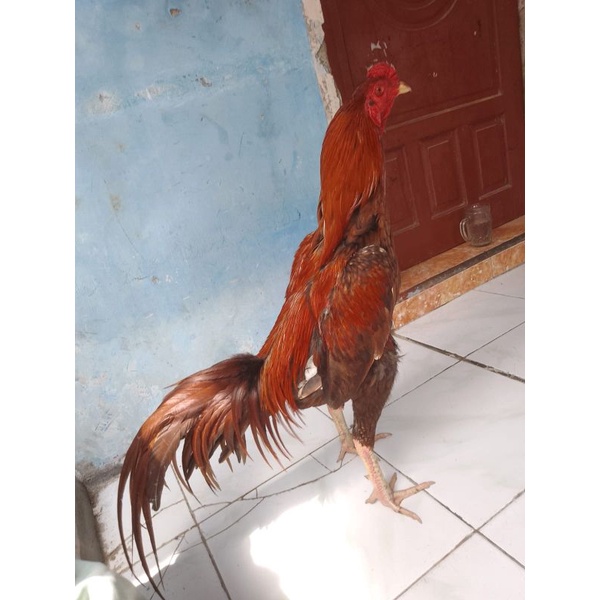 Ayam bangkok  f1