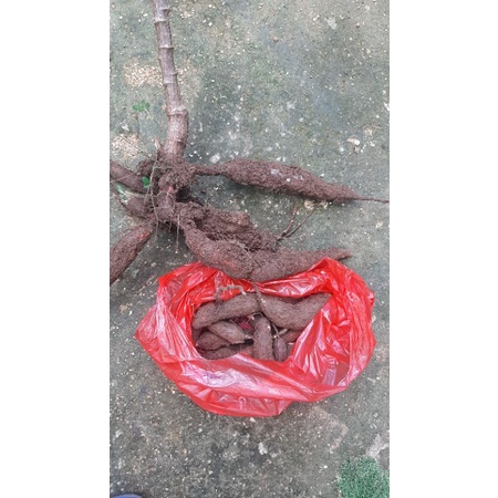 

SINGKONG KETELA POHONG SELALU FRESH ASLI MADURA