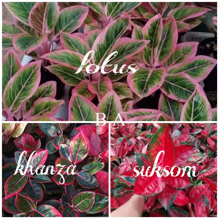 Bonggol Bibit Aglonema Lotus Khanza Sukom/Suksom Jaipong