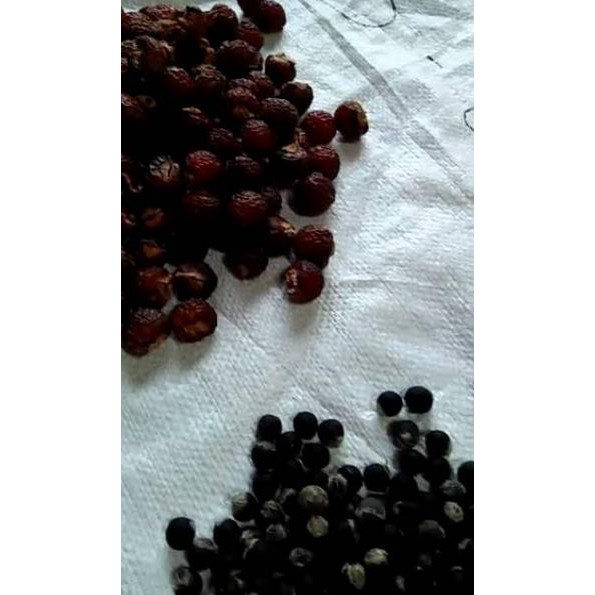 

Terlaku. RWK Biji Lerak Daging Tanpa Biji 1kg 65 Best Produk