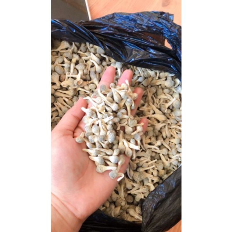 MPOT PUTIH ORIGINAL//MPOT AYAM PUTIH//HARGA KILOAN