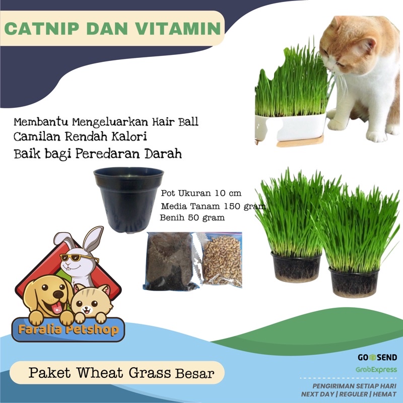 Paket Lengkap Besar Wheatgrass Siap Tanam Catgrass Cat Wheat Grass Rumput Kucing Kesehatan Media Pot