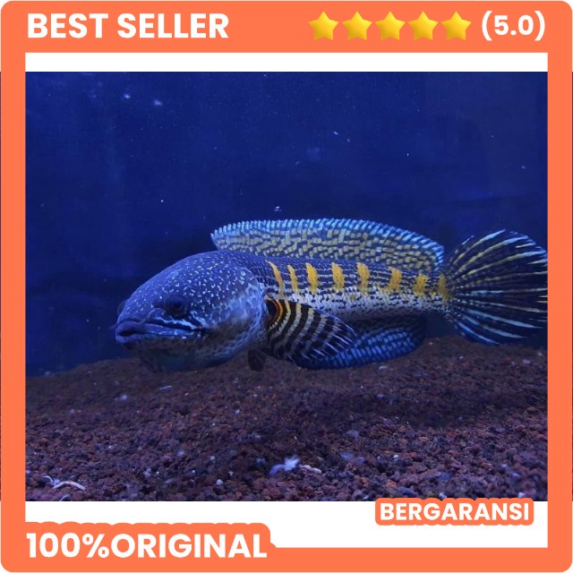 auranti maculata 7-10cm