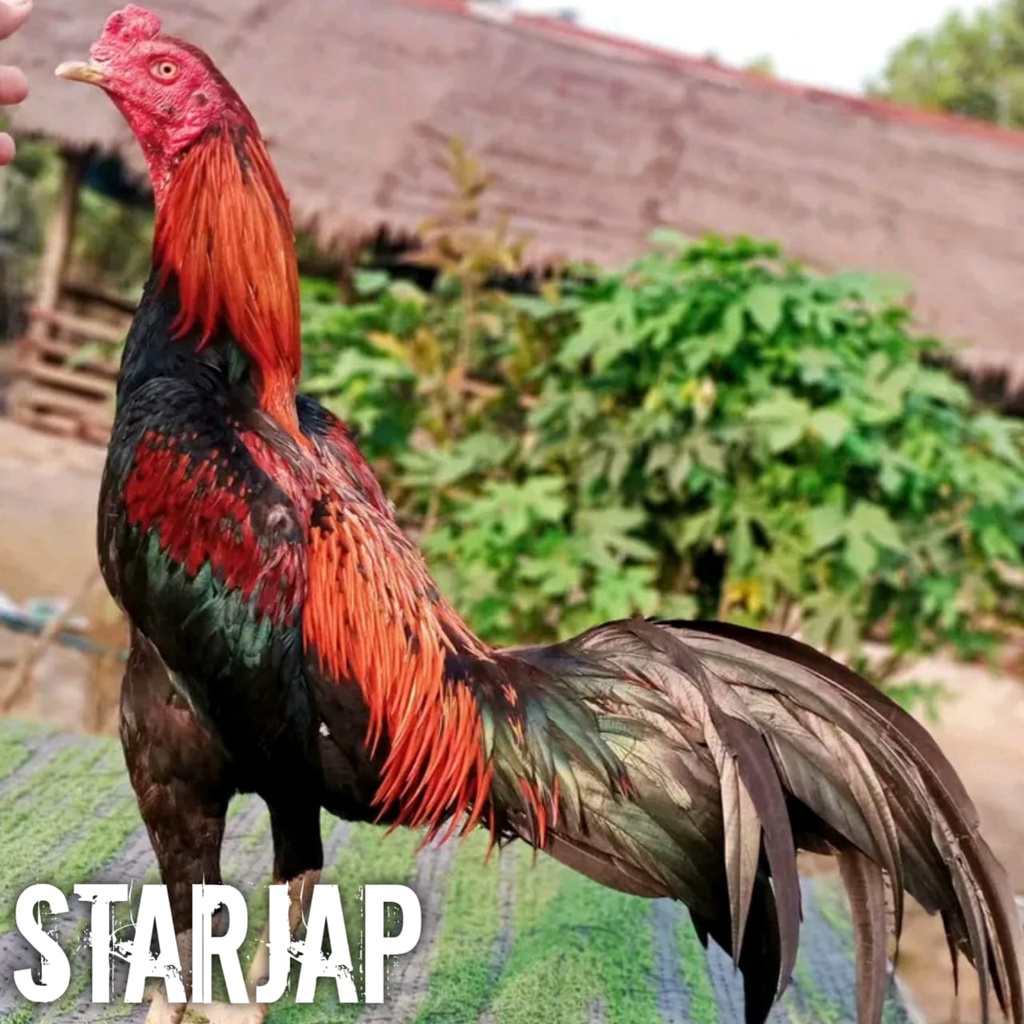 ayam bangkok super jalu telur fertil