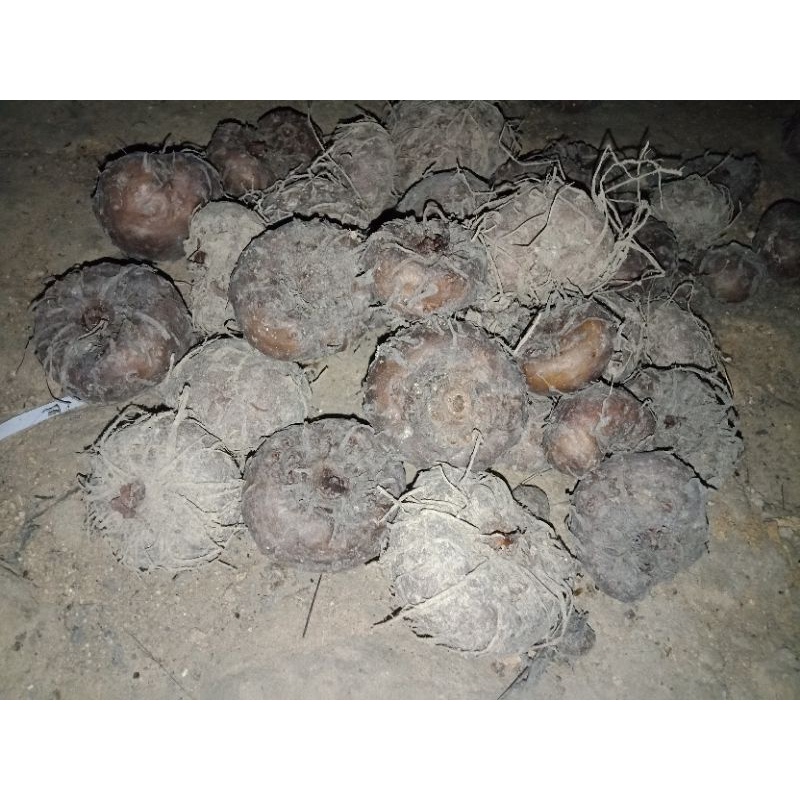 Bibit porang umbi mini 1kg isi 5-10 biji