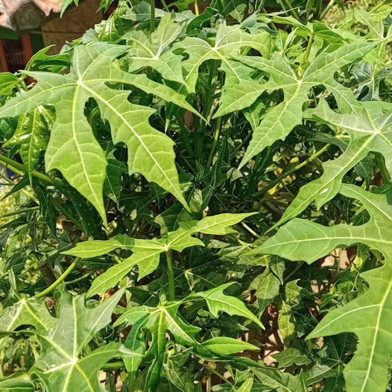 

daun gedi segar 500grm