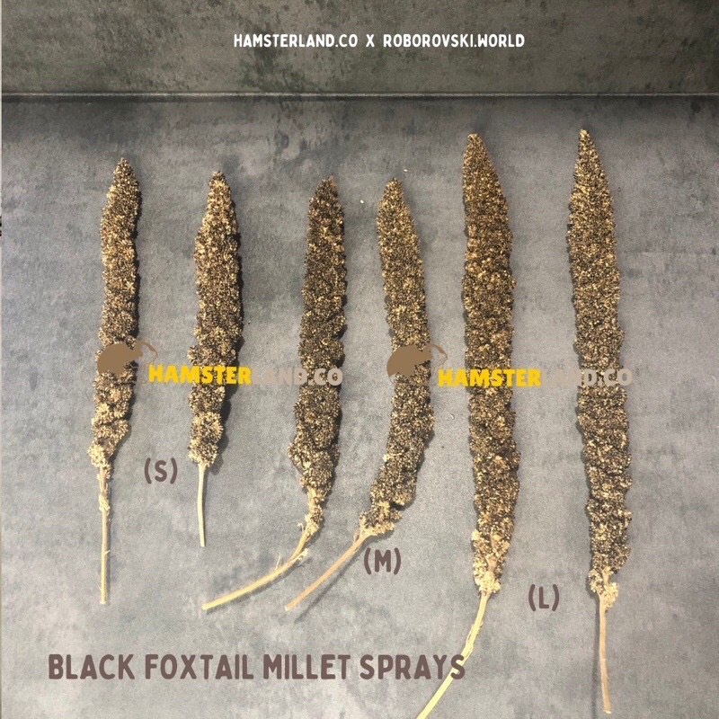 Black Foxtail Millet Sprays Hamster Forage Snack Spray Tangkai Jewawut Hitam Pakan Burun