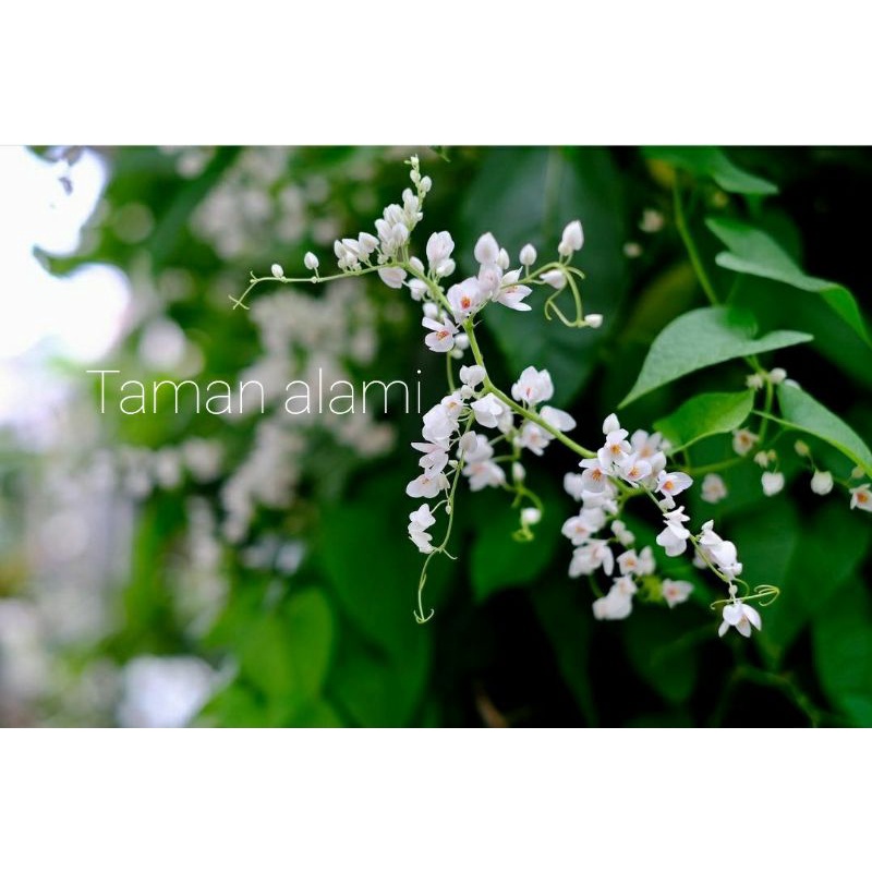 air mata pengantin bunga putih - tanaman bunga air mata pengantin putih