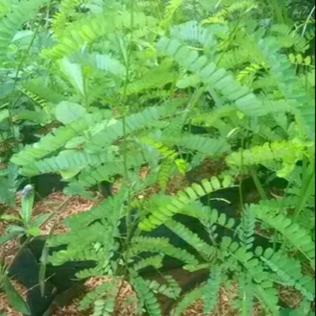 tanaman herbal saga pohon rambat saga