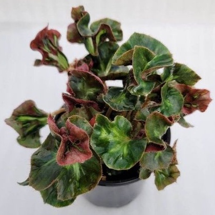Tanaman Hias Begonia Cathendral - Begonia Murah