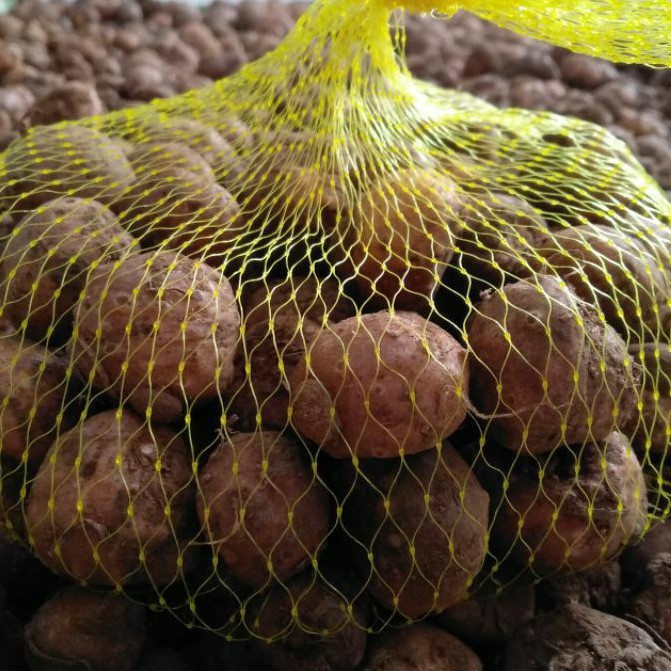 BIBIT UMBI PORANG KERING 1KG BIBIT PORANG KEMASAN JARING/POLIYNET